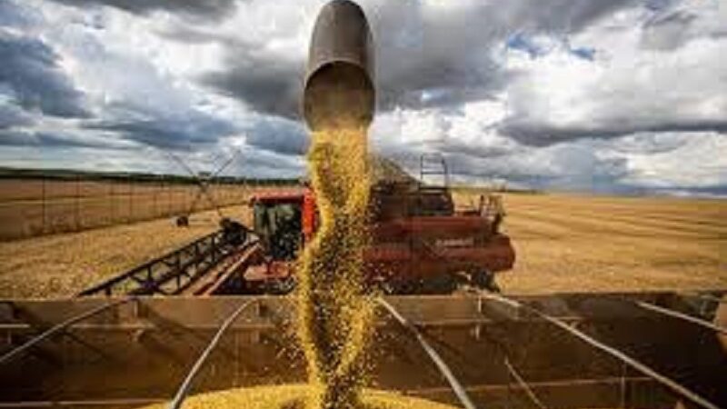 DATAGRO Grãos reduz projeção da safra 2023 e 2024 de soja do Brasil para 146,3 mi de toneladas