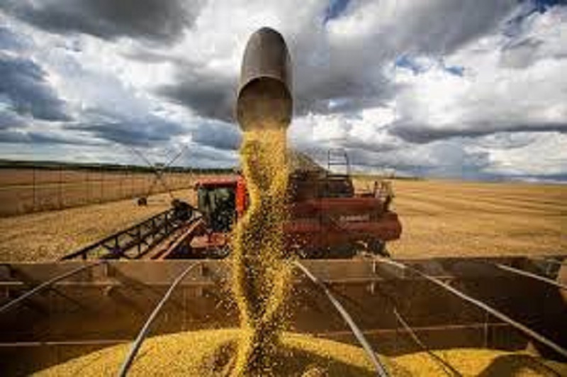 DATAGRO Grãos reduz projeção da safra 2023 e 2024 de soja do Brasil para 146,3 mi de toneladas