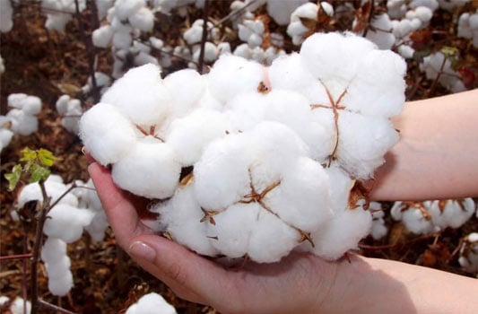 Mercado do algodão mostra oscilações no início de abril
