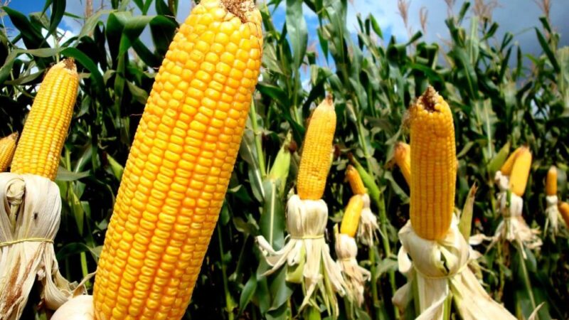 O milho apresenta baixa liquidez no mercado e preços em queda