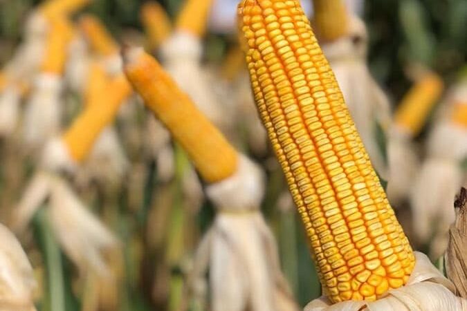 Produtores em Mato Grosso inicia colheita de Milho Safrinha 2023/24