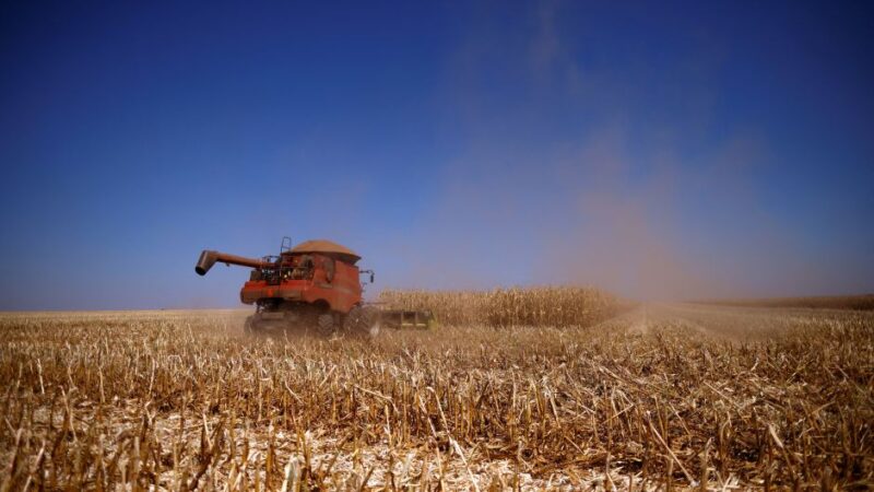 Colheita da 2ª safra de milho atinge 10%, ritmo mais acelerado desde 2013, diz AgRural
