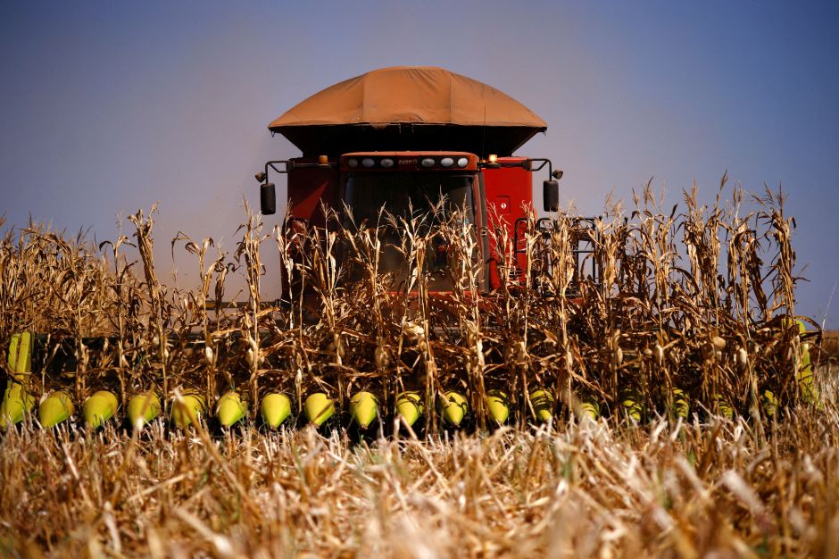 Colheita de milho atinge 21% de área cultivada e é a mais rápida da história, diz AgRural