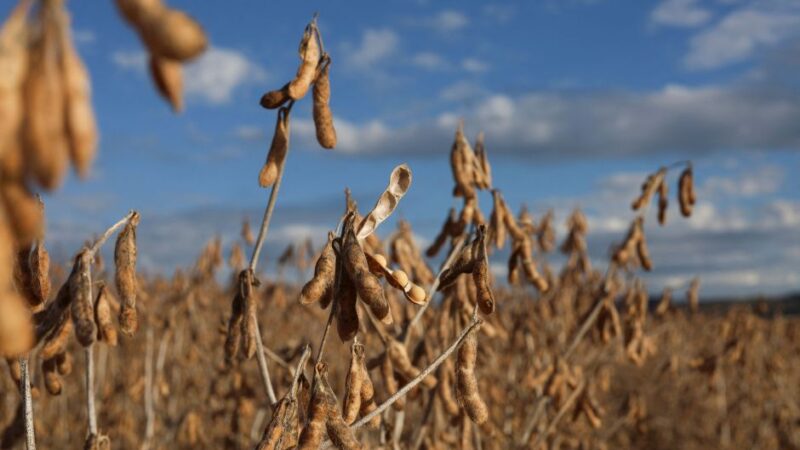 Efeitos climáticos tiraram força do agro no 1º trimestre, diz IBGE