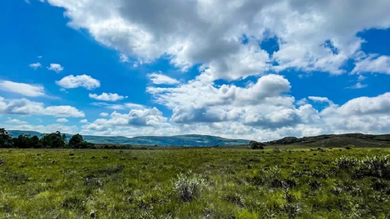 Projeto que permite exploração agrícola de campos nativos é um retrocesso na proteção ambiental, diz IAB