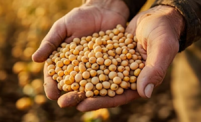 Sindicato Rural de Jaciara e Senar-MT promovem curso de Classificação de Grãos de Soja e Milho