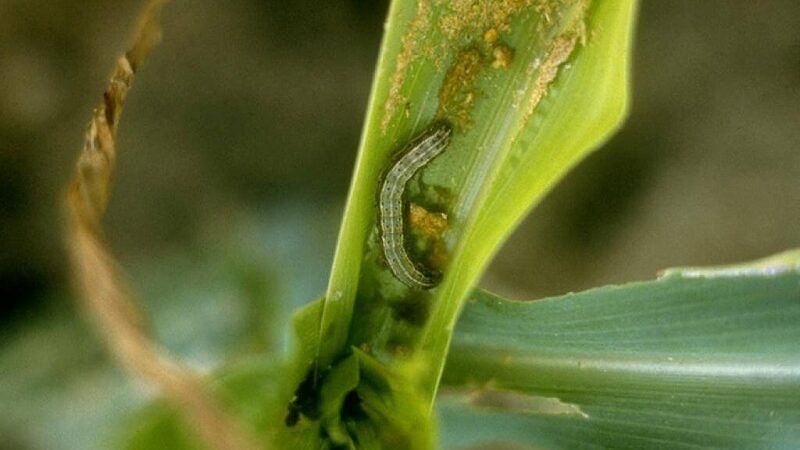 Estudo inédito mostra impacto da broca nos custos de produção de açúcar e etanol