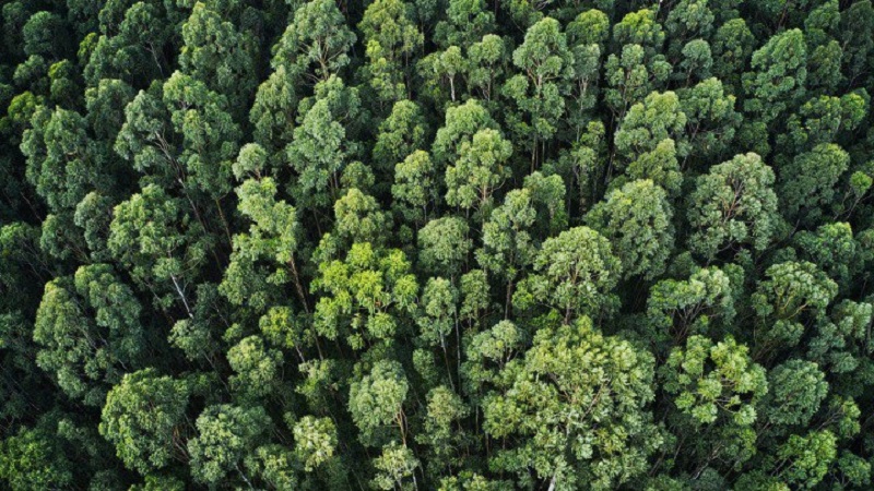 Parecer da AGU permite que indenizações por danos ao meio ambiente sejam destinadas a fundos ambientais e climáticos