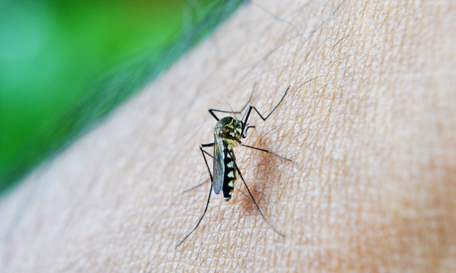 Após surgirde casos emdengue e chikungunya , Prefeitura de Cuiabá decreta emergência na Saúde