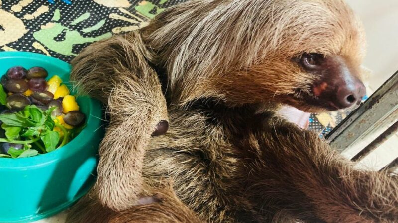 Bicho-preguiça e capivara são devolvidos à natureza em área de soltura de Sorriso