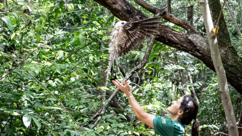 Urutau, maria-faceira e gambá são devolvidos à natureza após reabilitação