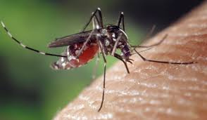 Infecções por Aedes aegypti elevam risco de complicações no parto
