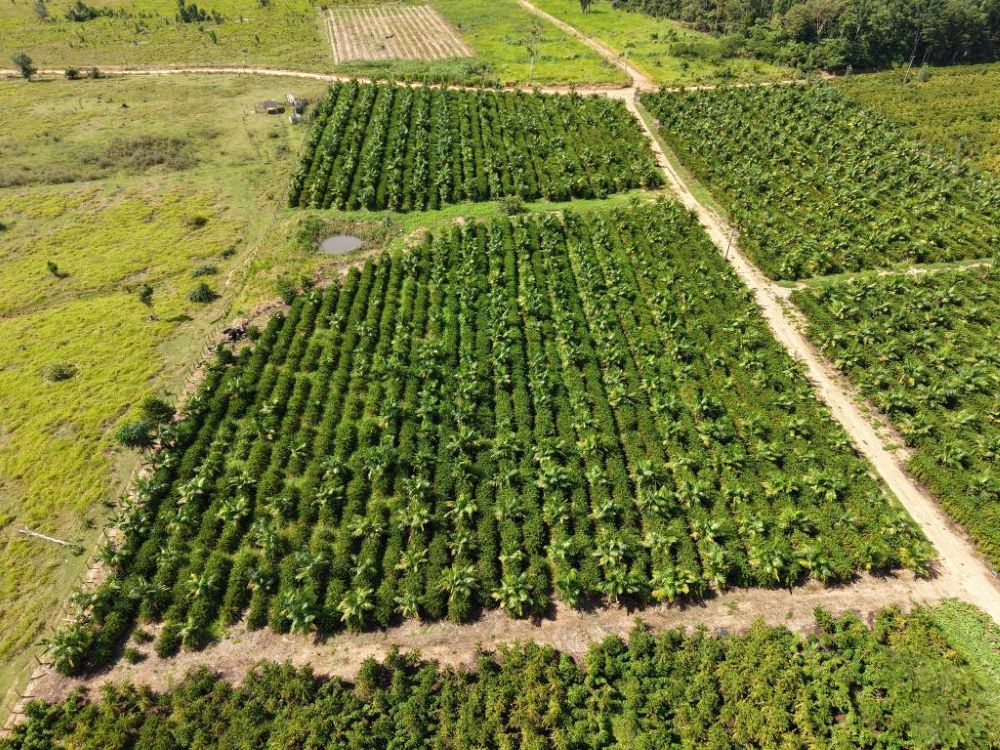 Expedição Rota do Café leva pesquisa e orientação técnica a produtores da capital do café em MT