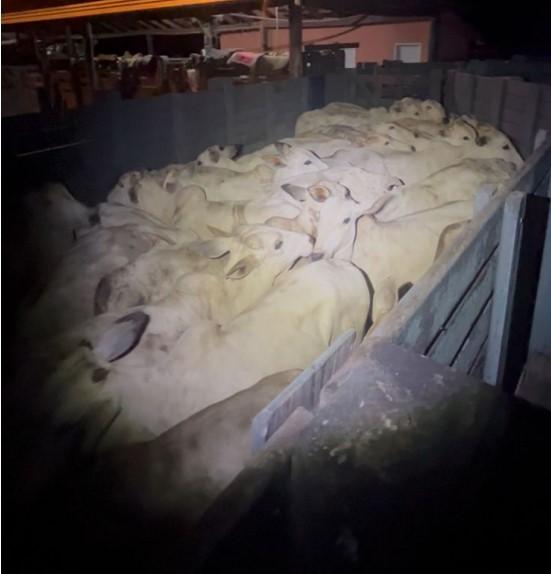 PATRULHAMENTO: TÁTICO Polícia Militar frustra furto de gado em zona rural de Barra do Garças e prende suspeitos em flagrante