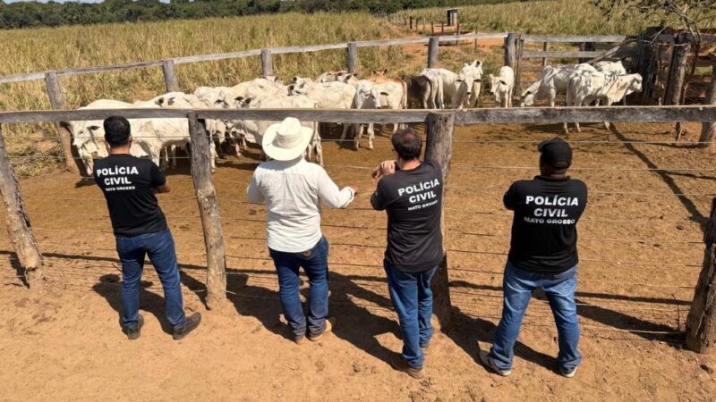 Polícia Civil recupera 33 cabeças de gado furtadas de propriedade rural em Cocalinho