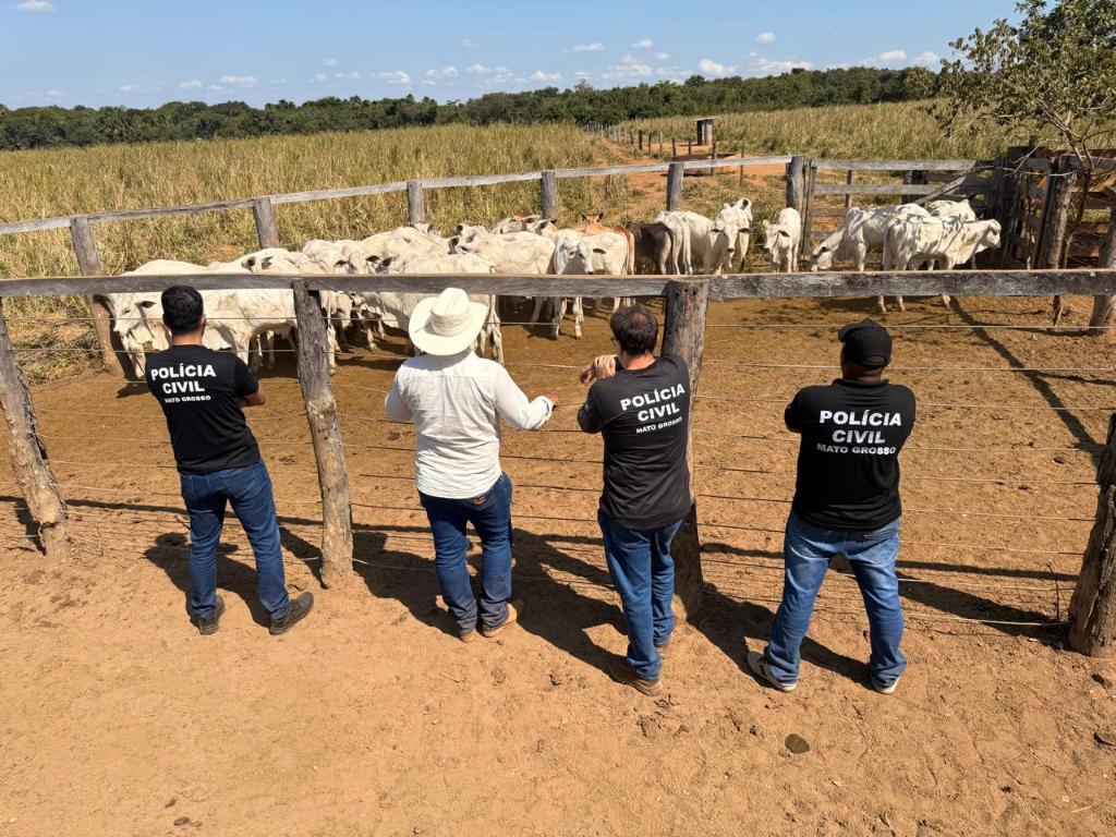Polícia Civil recupera 33 cabeças de gado furtadas de propriedade rural em Cocalinho