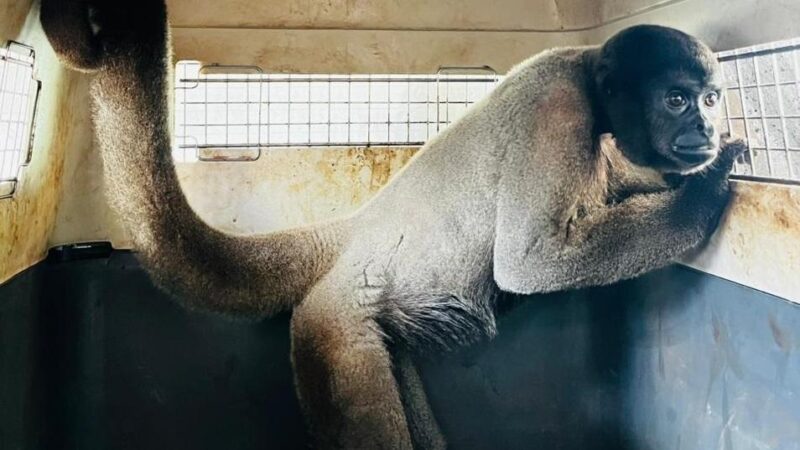 Sema transfere macacos-barrigudos ameaçados de extinção para santuário em MG