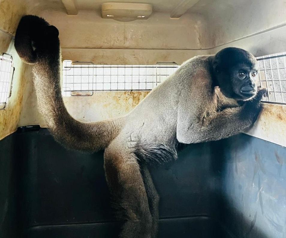 Sema transfere macacos-barrigudos ameaçados de extinção para santuário em MG