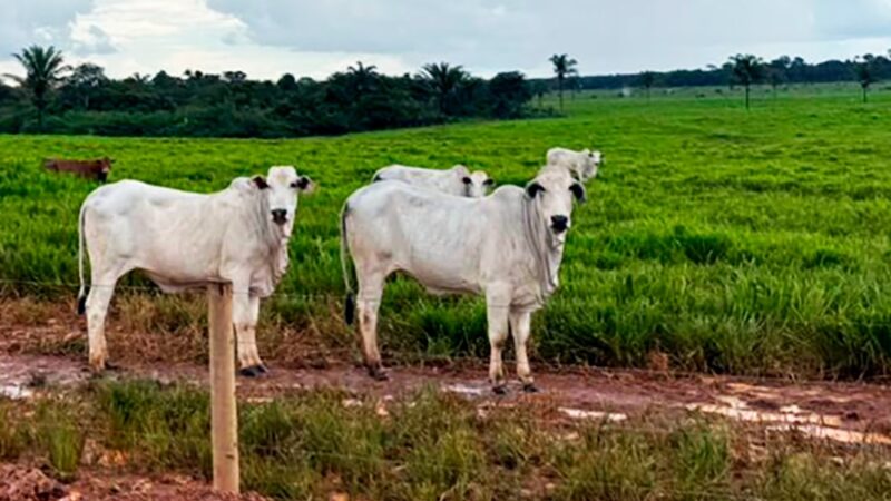 Arroba do boi gordo fecha a R$ 327,73 em Mato Grosso