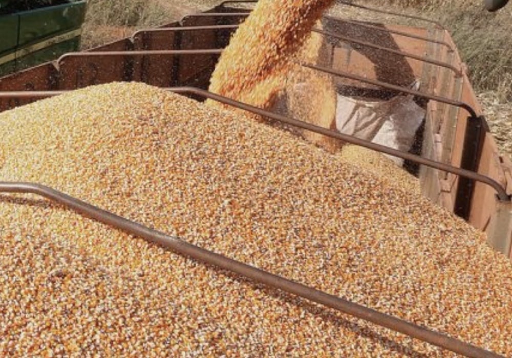 Milho tem nova alta em Mato Grosso e na bolsa de Chicago