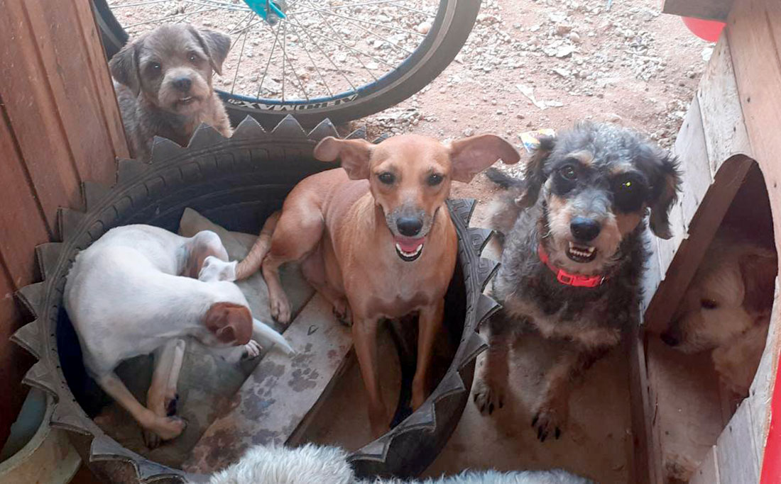 Lucas do Rio Verde cede área por 10 anos para entidade de proteção de animais de rua