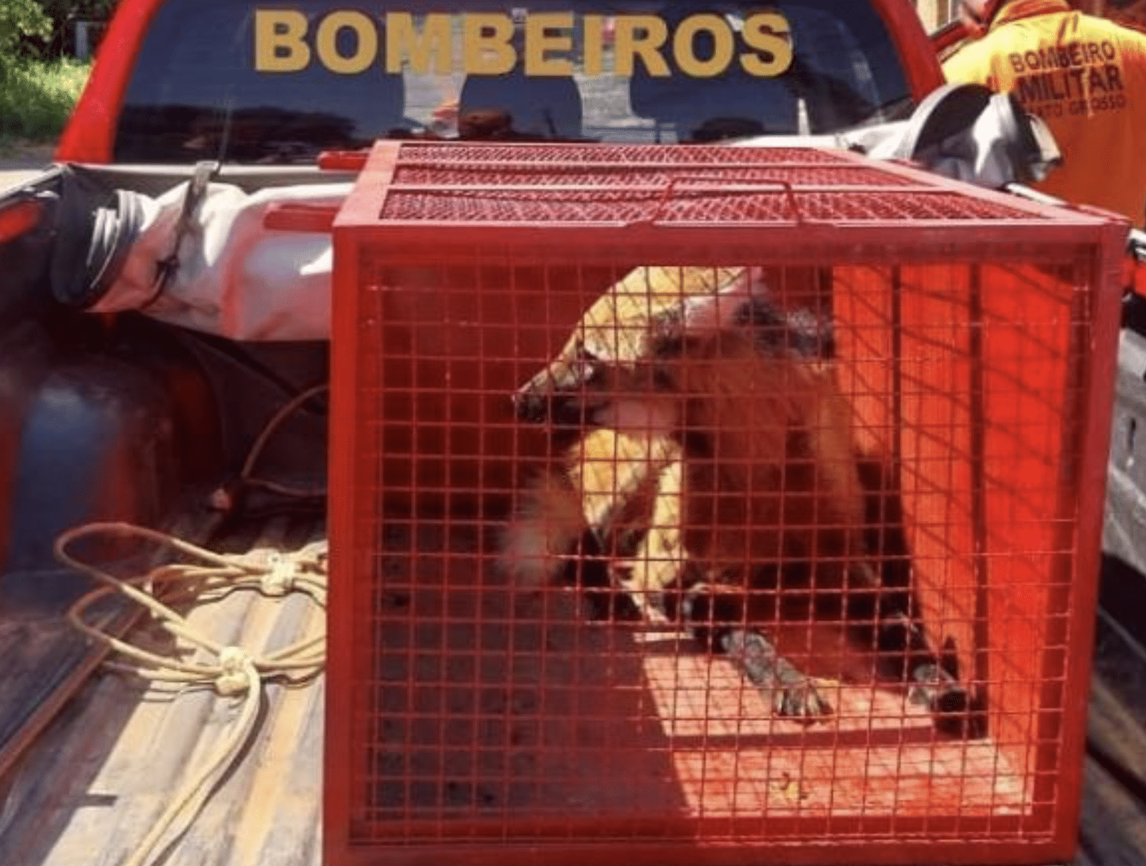 Lobo-guará invade cozinha de casa em Goiás e é resgatado pelo Corpo de Bombeiros