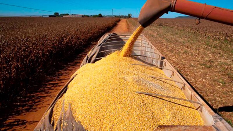 Exportações de Nova Mutum somam R$ 281,8 milhões em setembro; milho lidera e China é a maior compradora