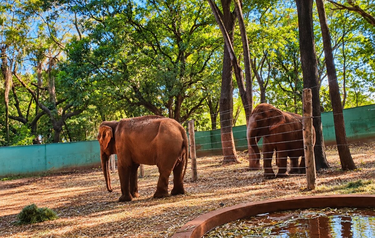 Petição com 66 mil assinaturas quer levar elefanta Maison para santuário na Chapada dos Guimarães